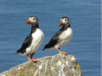 Puffins return to Shetland for breeding season.