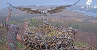Famous lockdown osprey lays first egg of the season.