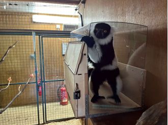 Lemurs like music more than silence at Lemur Lounge.