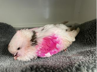 RSPCA warns about gender reveal trend endangering birds.