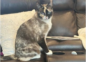 Cat sneaks into Amazon package, travels 650 miles as a stowaway.