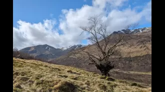 A wych elm in 'Lord of the Rings' helps save its kind from extinction.
