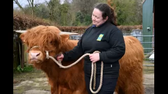 Working at Pollok Country Park is a joy because I get to work with one of the most famous breeds of cattle.
