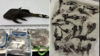 Two people fined for illegally bringing 240 live fish into Melbourne Airport.