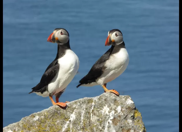 Puffins return to Shetland for breeding season.