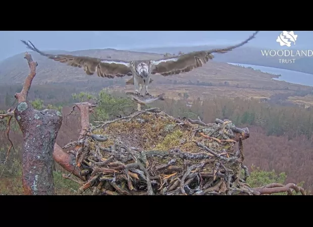 Famous lockdown osprey lays first egg of the season.