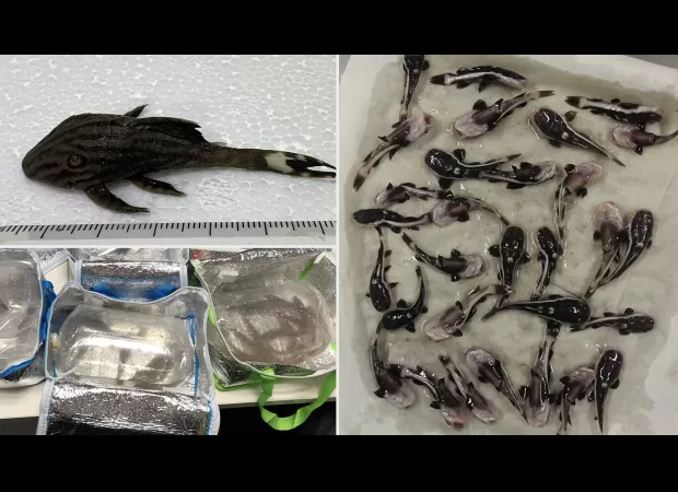 Two people fined for illegally bringing 240 live fish into Melbourne Airport.
