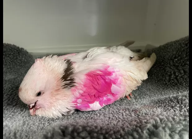 RSPCA warns about gender reveal trend endangering birds.