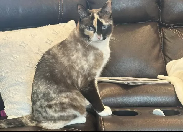 Cat sneaks into Amazon package, travels 650 miles as a stowaway.