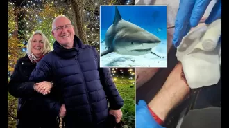 UK tourist recovering after shark attack results in loss of limb.