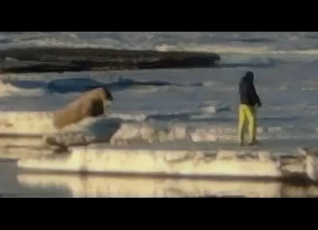 A tourist was fined £900 for getting too close to a walrus.