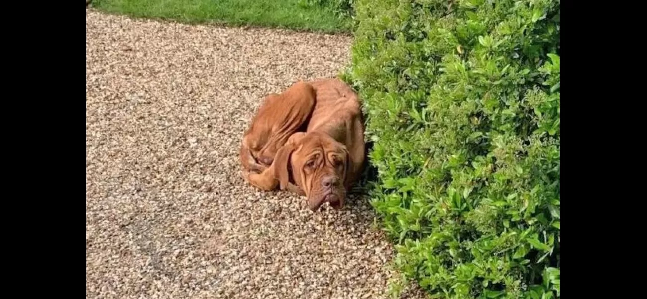 A very thin dog was discovered curled up in a woman's driveway.