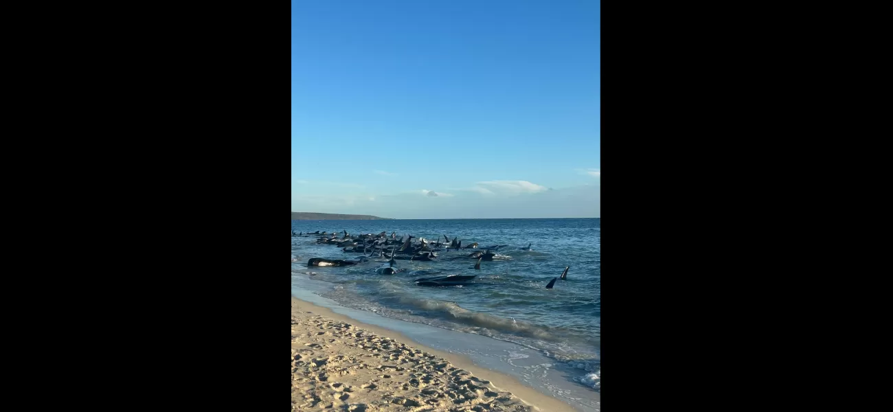 Whales may beach themselves due to various reasons, such as illness, injury, disorientation, or following a sick or injured member of their pod.
