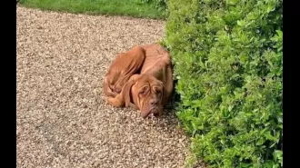 A very thin dog was discovered curled up in a woman's driveway.