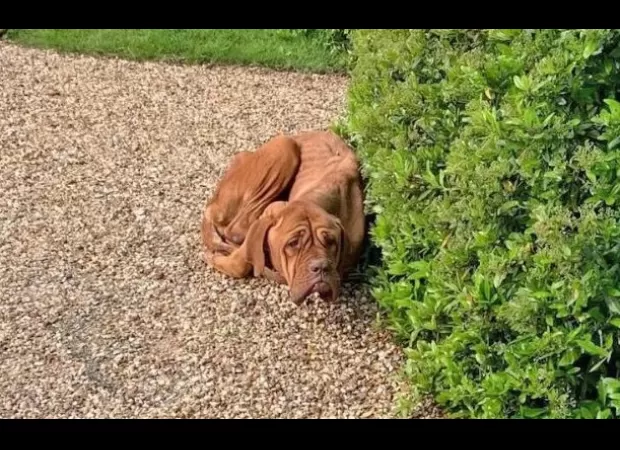 A very thin dog was discovered curled up in a woman's driveway.