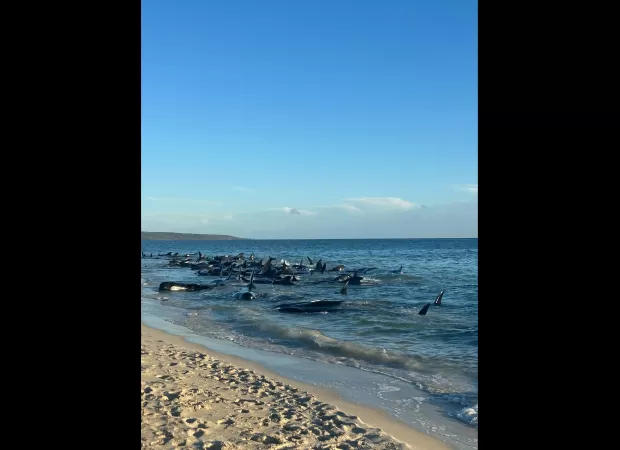 Whales may beach themselves due to various reasons, such as illness, injury, disorientation, or following a sick or injured member of their pod.
