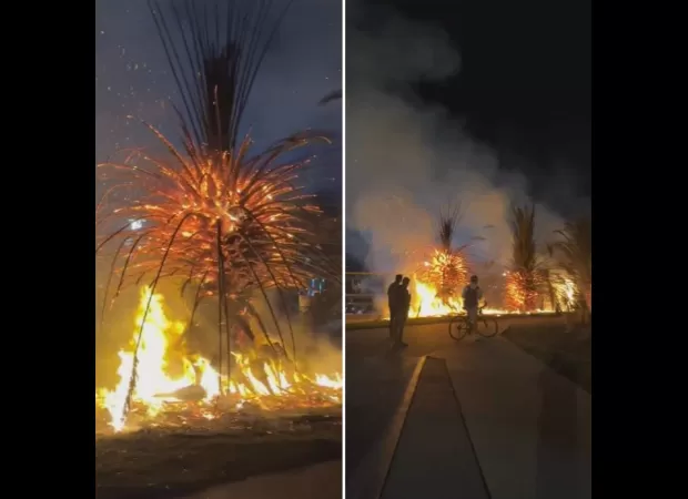 Melbourne's palm trees, which are well-known and easily recognizable, are burning on the city's coastline.