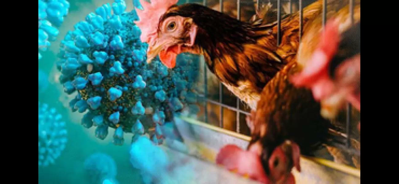Are humans in danger of contracting bird flu?