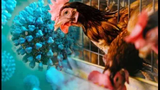 Are humans in danger of contracting bird flu?