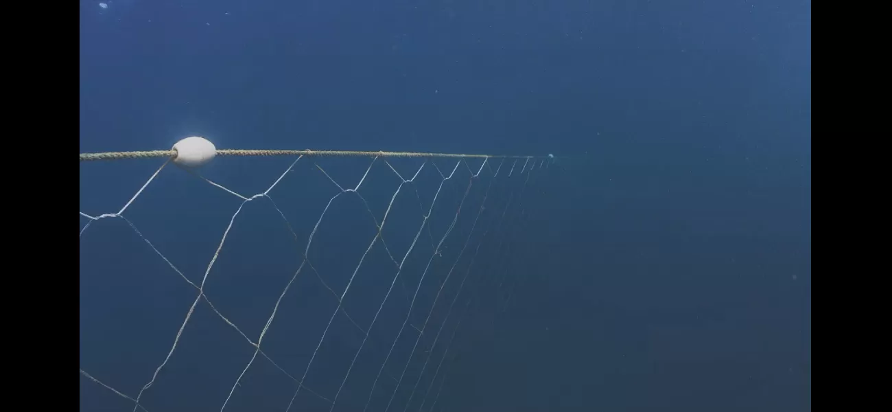 Rare marine animals killed by NSW shark nets, study shows.