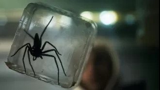 Creepy spider horror on Prime Video gets the thumbs up from Stephen King, with a gross and scary vibe.