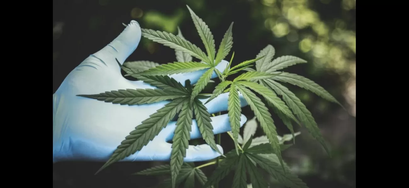DEA wants to loosen regulations on marijuana and change its classification to a less harmful drug.