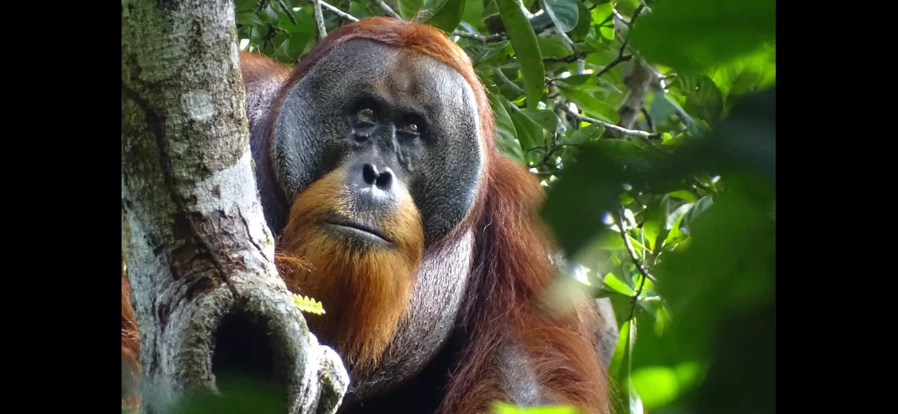 Incredible orangutan exhibits unprecedented human-like behavior in groundbreaking discovery.