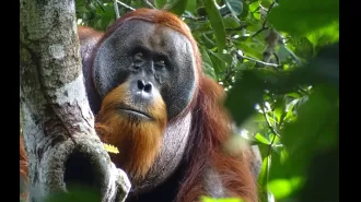 Incredible orangutan exhibits unprecedented human-like behavior in groundbreaking discovery.