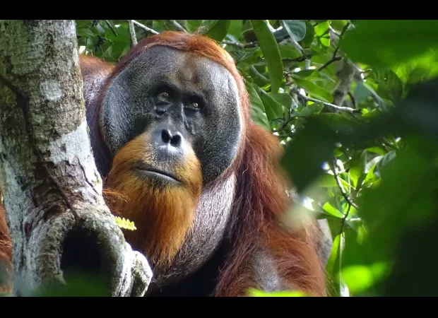 Incredible orangutan exhibits unprecedented human-like behavior in groundbreaking discovery.