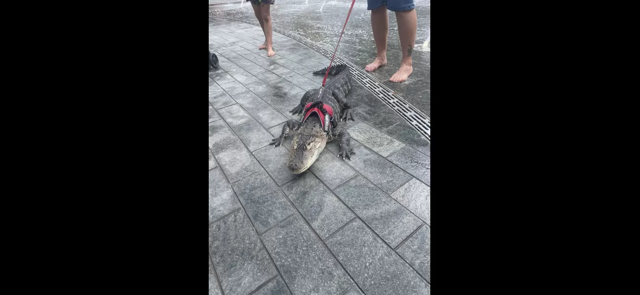 Wally, the alligator providing emotional support, is nowhere to be found.