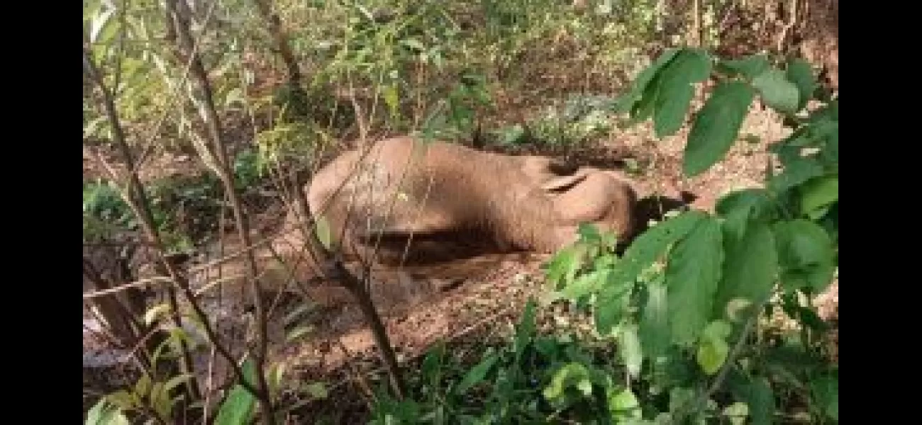 A large female elephant gives birth to a dead baby and passes away.
