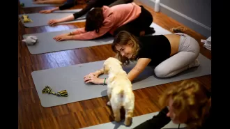 Dog yoga is causing debate as one nation has prohibited it.