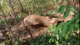A large female elephant gives birth to a dead baby and passes away.