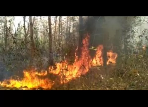 Forest fires in Sundargarh have been successfully contained, according to authorities.