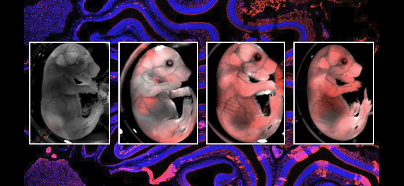 Researchers made a hybrid mouse with a rat brain.