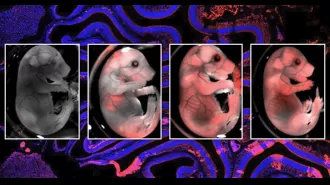 Researchers made a hybrid mouse with a rat brain.