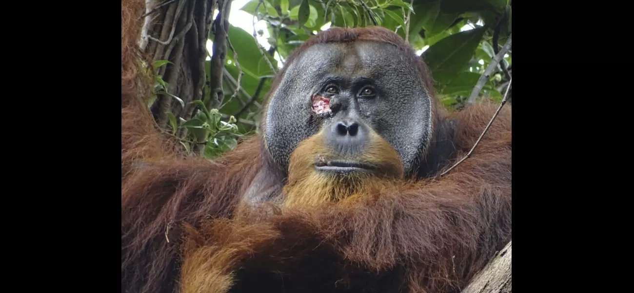 Scientists report an orangutan using a plant to heal an injury in the wild.