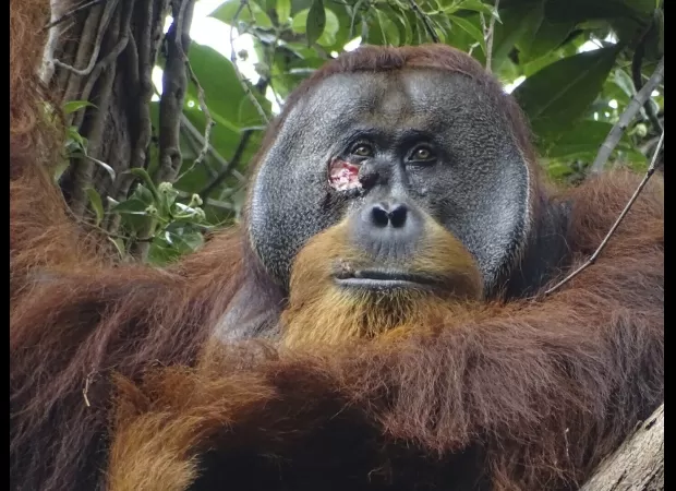 Scientists report an orangutan using a plant to heal an injury in the wild.