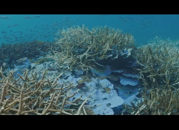 Scientists and tour operators struggle with underwater crisis.