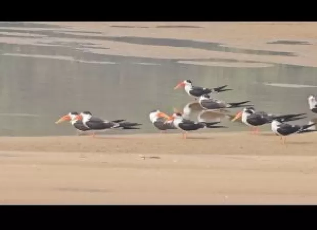 Pollution causing destruction in Kendrapara.