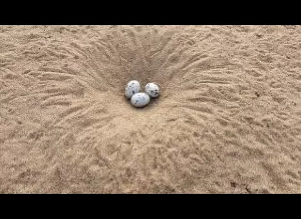 The riverbed of Mahanadi has become a breeding place for Indian skimmers.