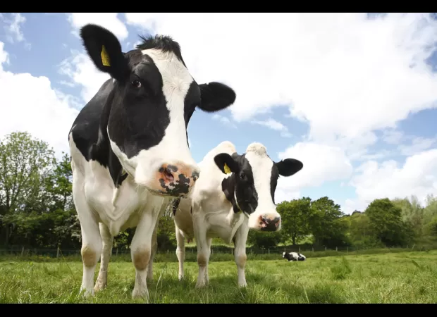 A new strain of Bluetongue disease poses a threat to the UK, prompting a warning.