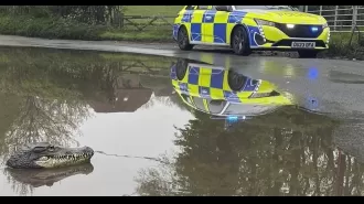 A crocodile was spotted emerging from a puddle near a village in Buckinghamshire.