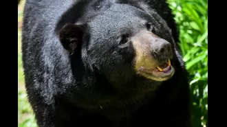Police believe a bear in the US dragged a car crash victim into the woods.