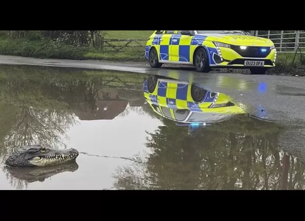 A crocodile was spotted emerging from a puddle near a village in Buckinghamshire.