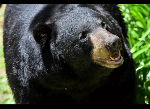 Police believe a bear in the US dragged a car crash victim into the woods.