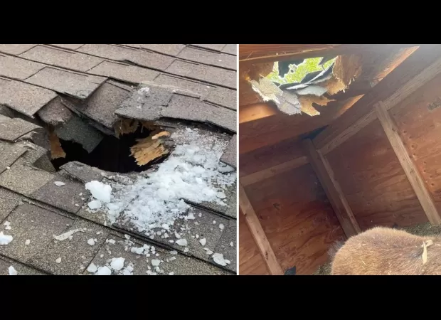 A goat was killed tragically by a falling ice piece from an airplane.