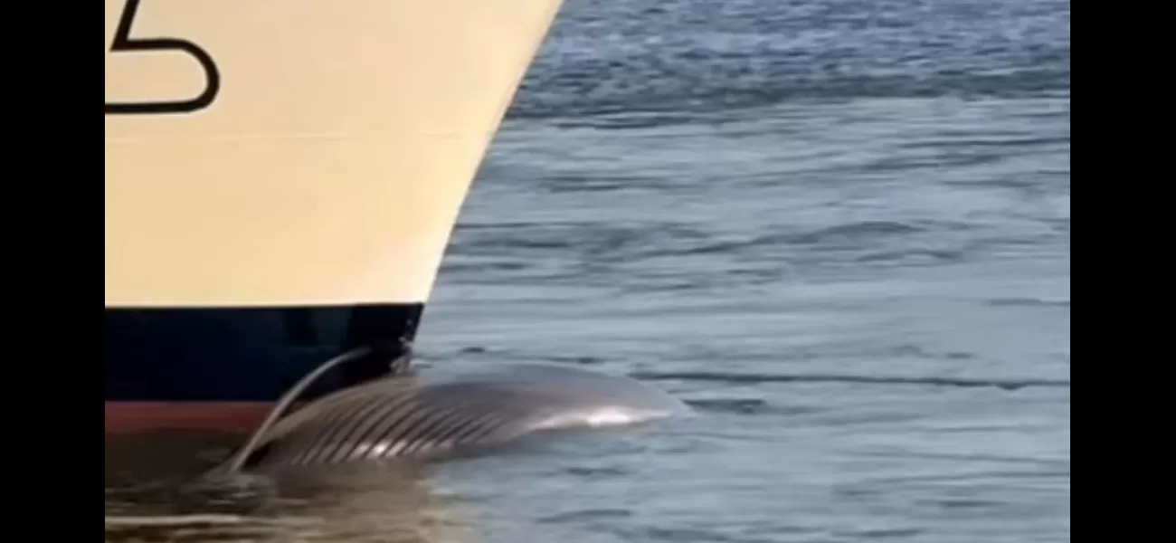 Ship arrives at dock with deceased whale on front of vessel.