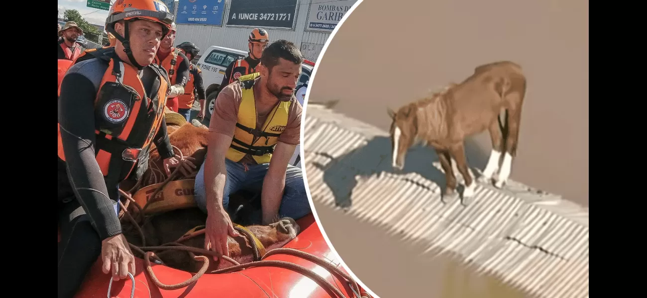 Horse stuck on roof saved, becomes beloved by nation.