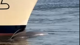 Ship arrives at dock with deceased whale on front of vessel.